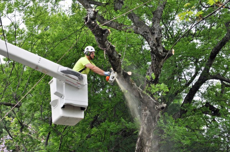 Arborist Pruning in Reno, NV